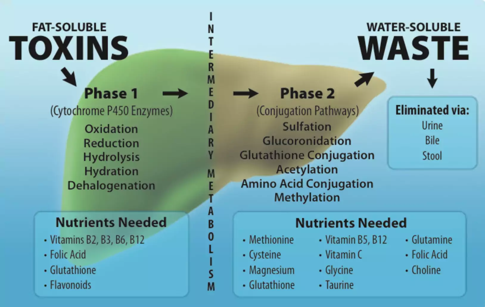 toxins and wastes inside our body