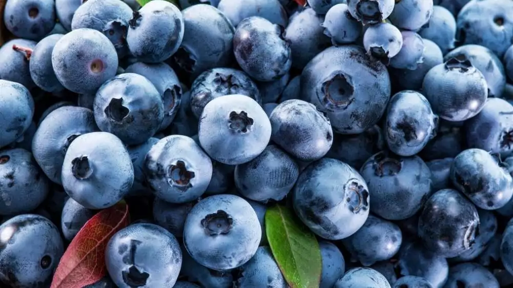 blueberries