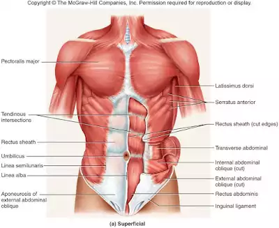 abdominal muscles