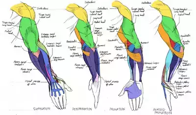 arm muscles