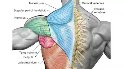 back muscles