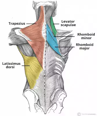 shoulder muscles