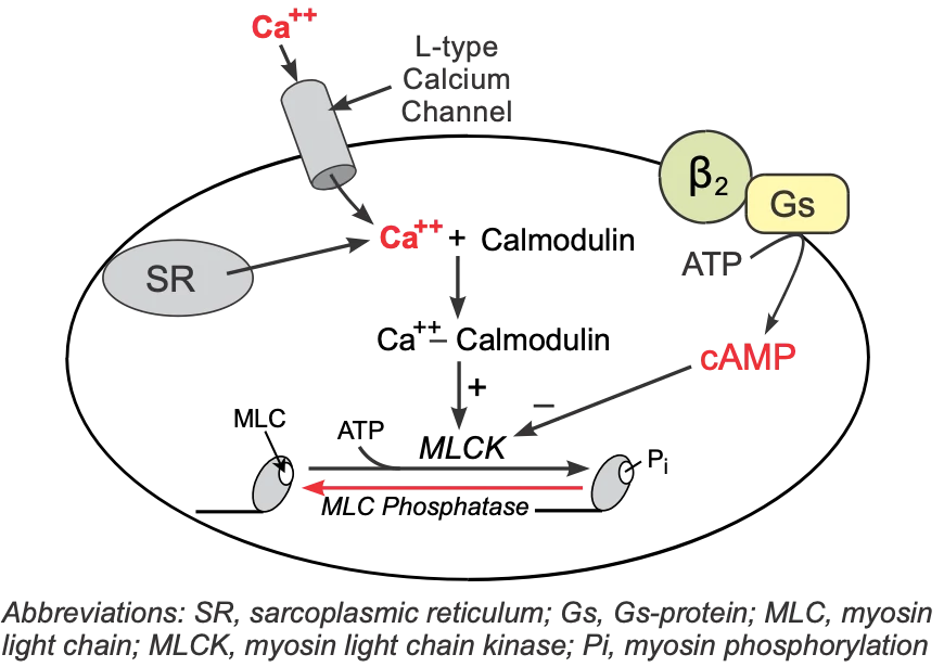 beta2-adrenergic agonist